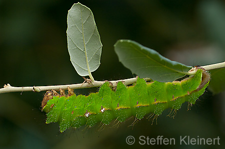 278 Eichen-Seidenspinner-Raupe - Anthrea pernyi